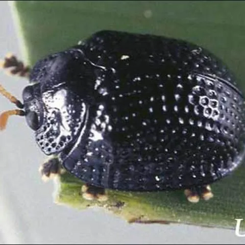thumbnail for publication: Palmetto Tortoise Beetle, Florida Tortoise Beetle (unofficial common names), Hemisphaerota cyanea (Say), (Insecta: Coleoptera: Chrysomelidae: Cassidinae)
